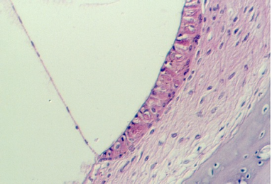 corti10.jpg (56106 bytes)