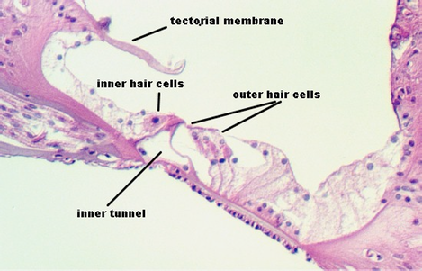 corti8.jpg (55270 bytes)