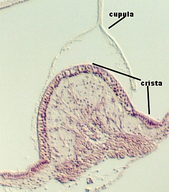 crista1.jpg (44317 bytes)