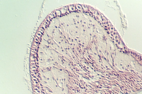 crista2.jpg (81403 bytes)