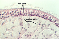 crista3.jpg (69271 bytes)