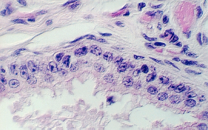 efferent5.jpg (133257 bytes)