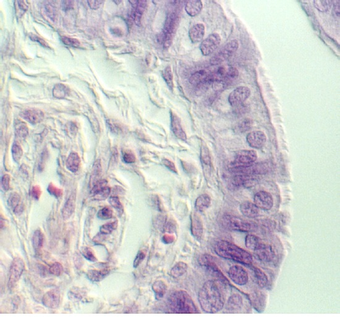 fall_tube3.jpg (87489 bytes)