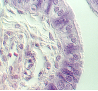 fall_tube3.jpg (87489 bytes)