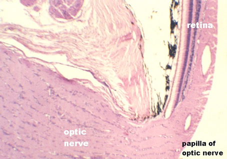 optic nerve.jpg (65594 bytes)