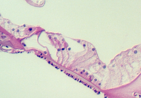 corti9.jpg (78556 bytes)