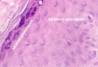 http://microanatomy.net/skin/skin5b.jpg