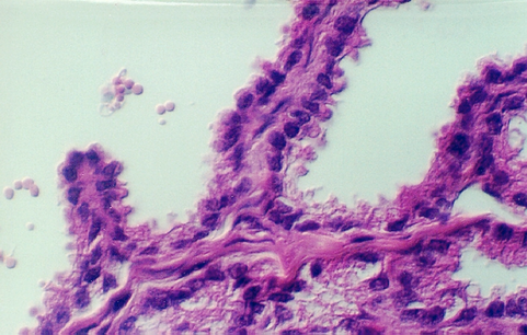 seminalv3.jpg (259430 bytes)